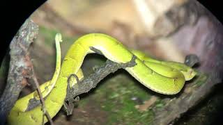 Side striped palm pit viper caudal luring [upl. by Rees]