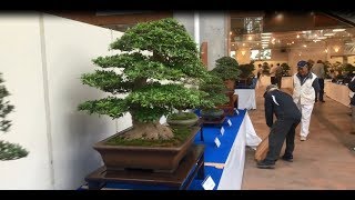 23rd Satsuki Azalea Bonsai Exhibition 彩風展）2018 Saitama Pref Japan [upl. by Ttevi]