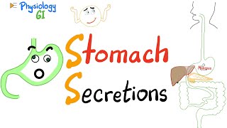 What your Stomach makes Gastric Secretions  HCl Pepsin Gastrin Exocrine amp Endocrine Physiology [upl. by Annatnom919]