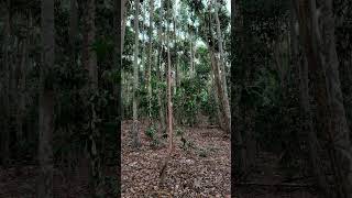 Lysterfield Lake Victoria Australia park lake forest gumtrees hills birds nature asmrvideo [upl. by Camm]