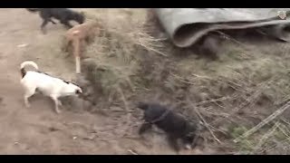 Ratting Fast action ratting with terriers ratting on farms ratting video 201718 [upl. by Rivkah]