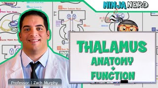 Neurology  Thalamus Anatomy amp Function [upl. by Attenol]