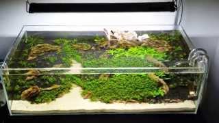 ADA 60F  Ohko Mountains  Update 1 [upl. by Hax]