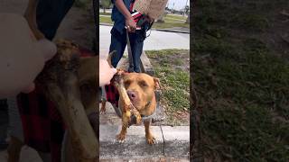 Passing out Bones to Dogs on the Streets [upl. by Nostaw]