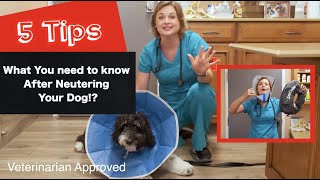 PUPPY NEUTERED what to expect neuter aftercare vlog [upl. by Sapowith]