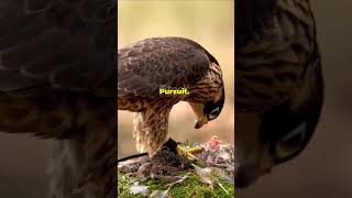 Peregrine Falcon hunting tactics facts wildanimalfacts wildlife animals tactics birds falcon [upl. by Gobert720]