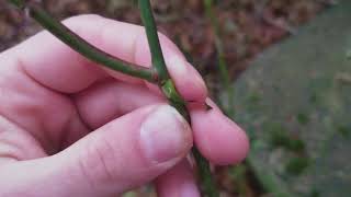 How to Identify Multiflora Rose in the Winter [upl. by Seabrooke]