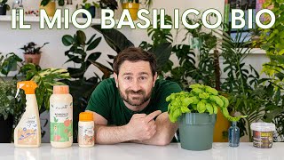 Basilico bio per tutto l’anno Ecco i trucchi per coltivarlo al meglio 😉 [upl. by Euqinu]