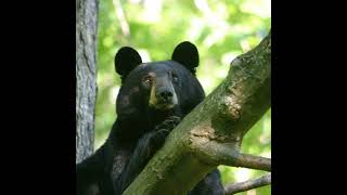 Out Of Hibernation Understanding Black Bears [upl. by Eolc]