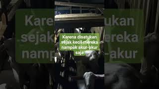 Kambing sapera jantan lepas susu usia 4 bulan [upl. by Aharon]