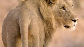 Five Young Lion Brothers Mate with One Lioness [upl. by Nwahsat]