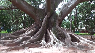 200 years old giant Ceiba pentandra [upl. by Nivad]