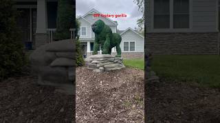 I made a topiary gorilla 🦍 gorilla wildlife animals funny topiary animal [upl. by Noned]