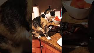 Funny cat  kitten❤️ cute cats shorts cat shortvideo trending funny animals tiktok dog fun [upl. by Neerak356]