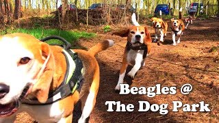 Beagles Playing at our AWESOME Dog Park  Dog Forrest Louie The Beagle [upl. by Elleinahc]