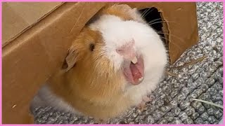 Best guinea pig noises of the wheek 2021 Week 12 [upl. by Inah]