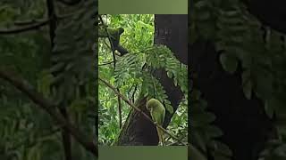 These Parrots now recognize and Trust Me  ❤️❤️shorts youtubeshorts [upl. by Martguerita550]