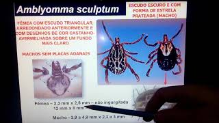 Família Ixodidae parte 2 [upl. by Arikehs]