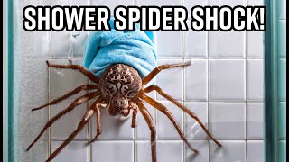 Huntsman Spider Turns Shower into Wildlife Encounter  Australian [upl. by Janna]