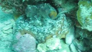 Octopus tetricus Mating [upl. by Ennayhs]