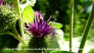 Fleurs du site des étangs de la Minière 24 Juillet 2014 [upl. by Jeanelle612]