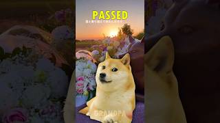 Rest in Peace KABOSU the DOGE MEME Dog 🕊 😭 TheCrownedDoge [upl. by Tearle102]