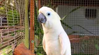 Cockatoo Parrot Talking Waving Dancing amp Singing  Bird Gardens of Naples [upl. by Eirruc]