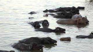 Washing Buffalo in the Ganges Varanasi India [upl. by Annoj]