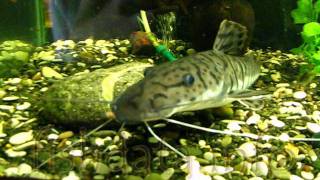 Pseudoplatystoma tigrinum fishdatainfo [upl. by Mcguire]