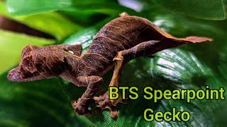 BTS Spearpoint Leaf Tail Gecko [upl. by Chao]