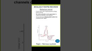 Refractory period alevelbiology nervoussystem actionpotential biology [upl. by Leinod]