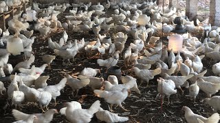 Hen Farm  Egg poultry Farm Business Plan  Farming  Hen Farming  Part 3 [upl. by Arikat]