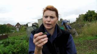 Picking my Borlotti Beans  Claires Allotment part 149 [upl. by Hobie]