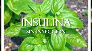 DIABETES  AZUCAR ALTA insulina naturalPor chef ismael y Drnaturopata [upl. by Aneleve]