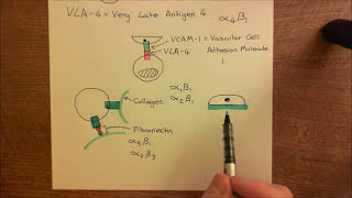 Integrins Part 3 [upl. by Sualokcin]