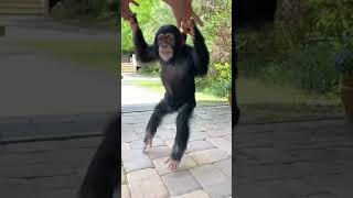 DANCING MONKEY [upl. by Ceporah]