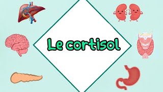 Le cortisol  biosynthèse régulation pathologie quotشرح مفصل بالعربيةquot [upl. by Asiled]