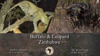 “LION ON BAIT” Buffalo amp Leopard Safari with GampC Safaris Africa in wild Zimbabwe [upl. by Cahn]