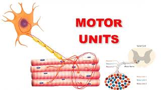 fasciculation fibrillation motor unit [upl. by Topliffe]