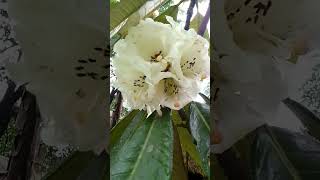 High altitudinal flower whiterhododendron highaltitudespecies flowersconservation gangtok ফুল [upl. by Mckinney656]