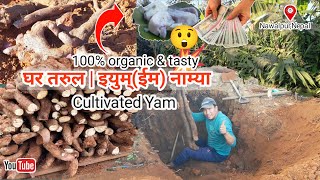 घर तरुलCultivated Yam काे बारेमा AZ जानकारी🔥 100 organic amp tasty 😋 Khem Thapa Magar Vlogs [upl. by Ailati545]