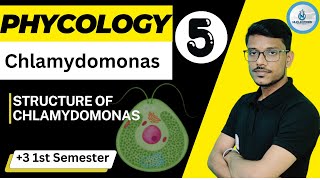 Phycology  Algae  3 1st Semister  DSC Paper  1  Chlamydomonas  Lecture  5 [upl. by Simonetta]