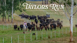 ‘Taylors Run’ Bonalbo NSW [upl. by Nylasoj]