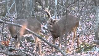 cerf de virginie période du rut part 2 longueuil [upl. by Shreve]