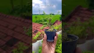 Gmelina philippensis part 2  Bonsai Tree  Sani Bonsai Zone garden gardening [upl. by Con]