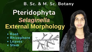 Pteridophyta  Selaginella  External morphology  Botany  B Sc amp M Sc [upl. by Bronwyn867]