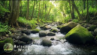 🌳🌳Beautiful Piano Music  Relaxing Music for Stress Relief Fast Sleep and Nature Immersion 3 [upl. by Kinny848]