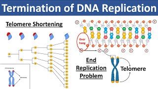 Termination of DNA Replication  What are Telomeres amp Telomerase  What is End Replication Problem [upl. by Eisnil]