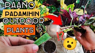 HOW TO PROPAGATE OUTDOOR PLANTS THROUGH STEM  CUTTINGS FROM REGULAR TRIMMINGS [upl. by Roxi]