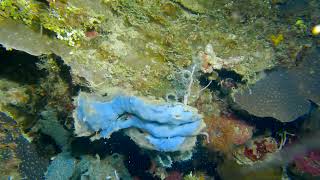 sponge crab Dromiidae with piece of sponge  Bunaken Indonesia Sulawesi 2732024 [upl. by Aihsetan253]